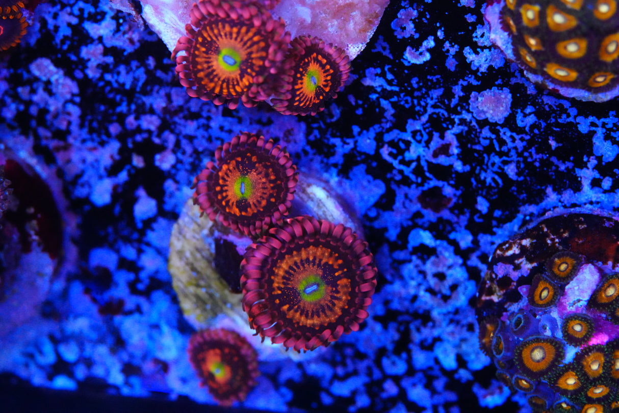 Alien anti venom ZOA