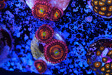 Alien anti venom ZOA