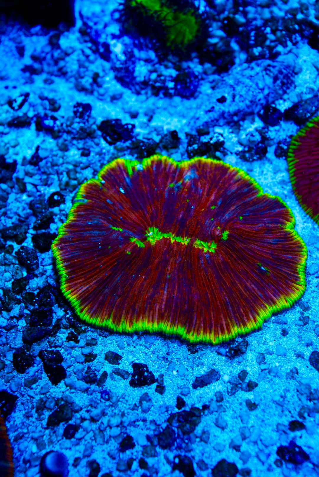 Jelly bean Fungia plate coral