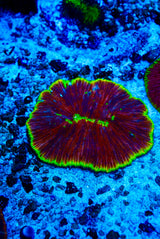 Jelly bean Fungia plate coral