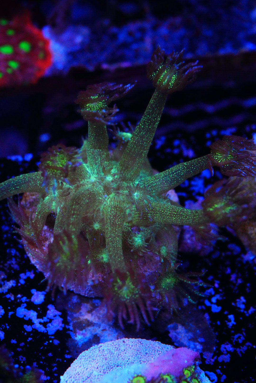 Glitterbomb glitter goniopora