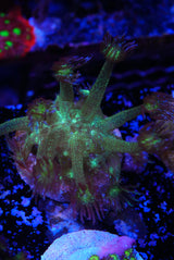 Glitterbomb glitter goniopora