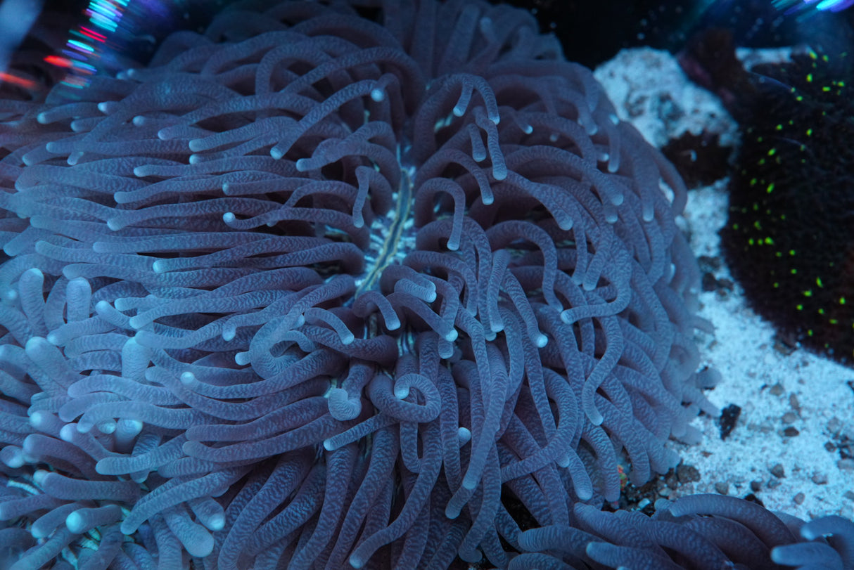Ultra rare long Fungia plate coral