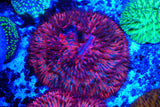 Ultra Fungia plate coral