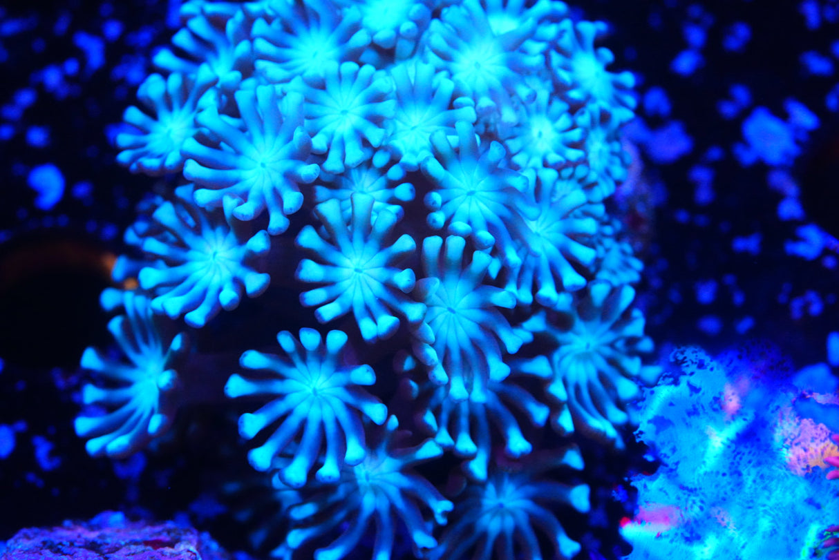 alveopora