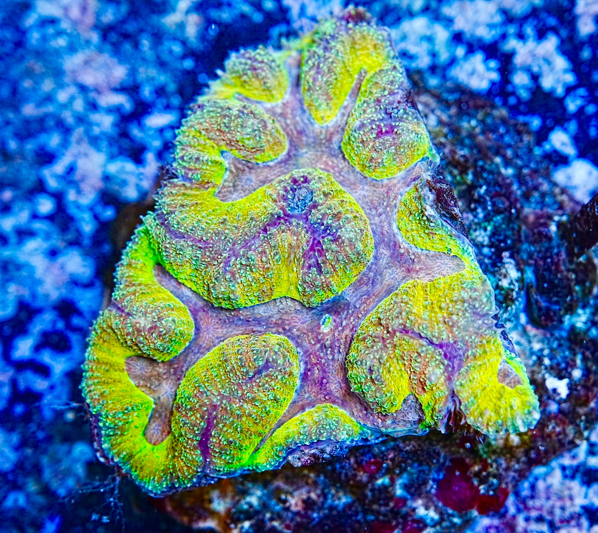 symphyllia coral