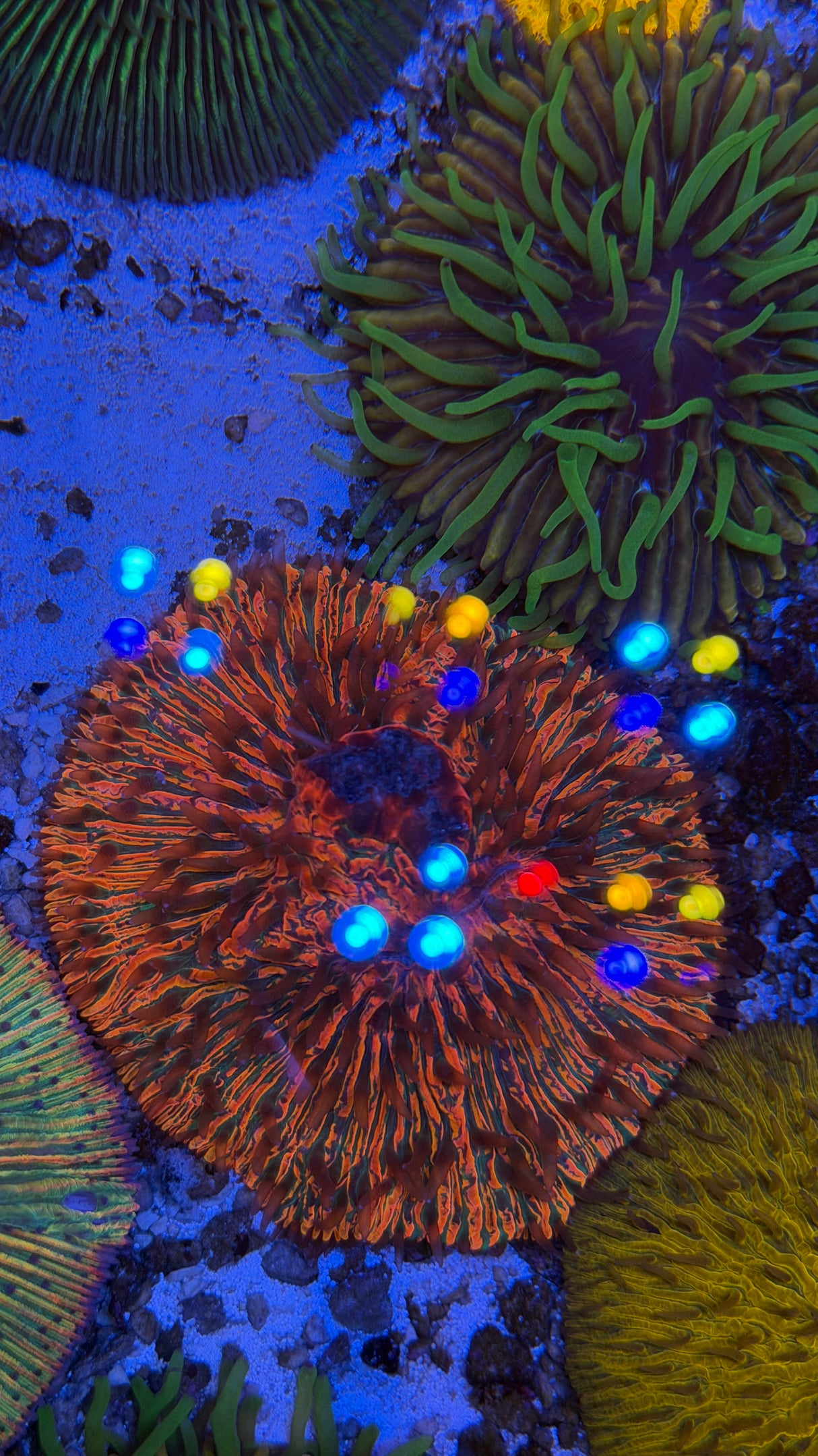 Ultra Fungia plate coral