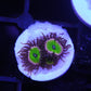 Zoa