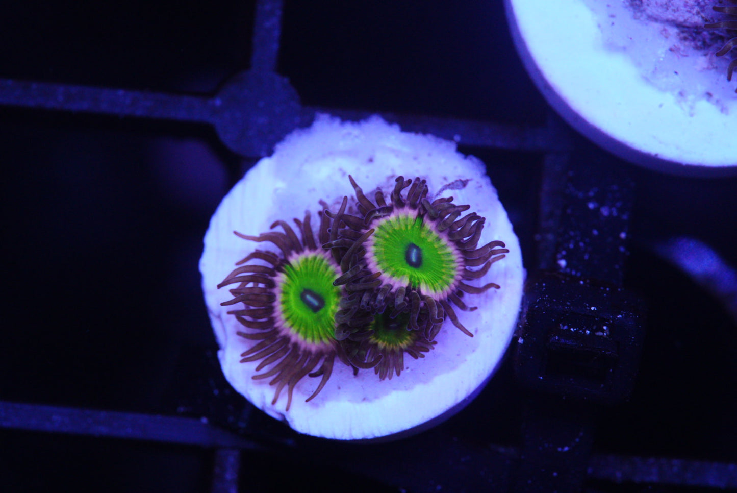 Zoa