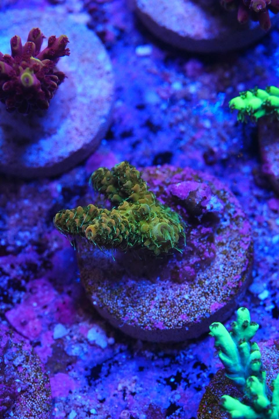 Acropora frag