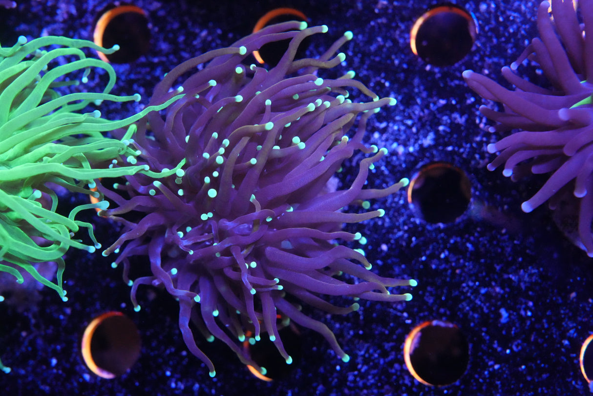 Aussie green tip torch coral