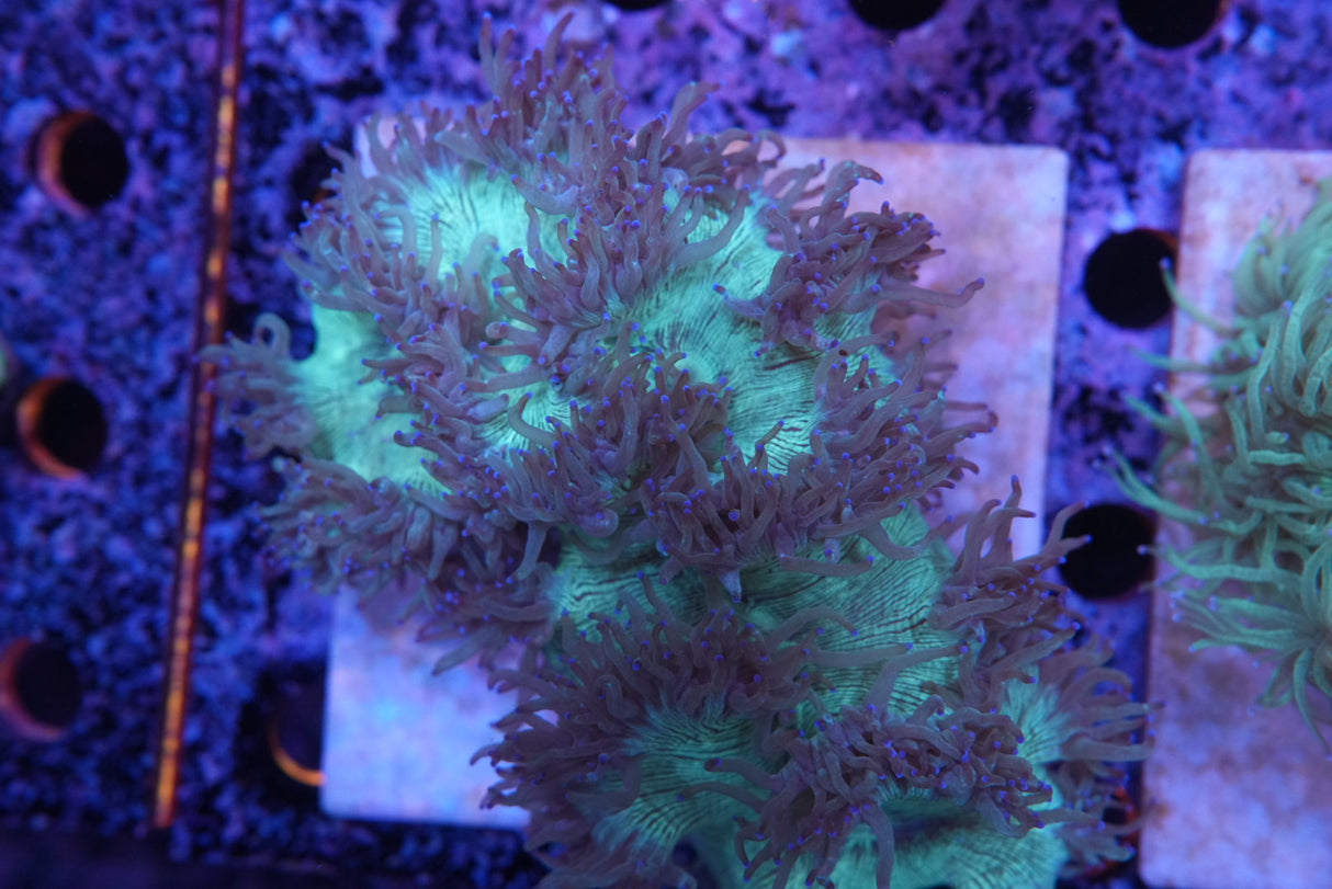 Blue tip catalaphyllia