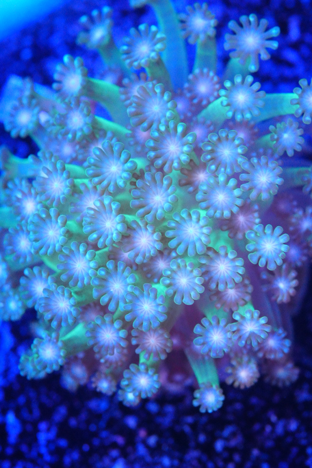 Large ultra Alveopora colonie