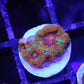 Rainbow Acan