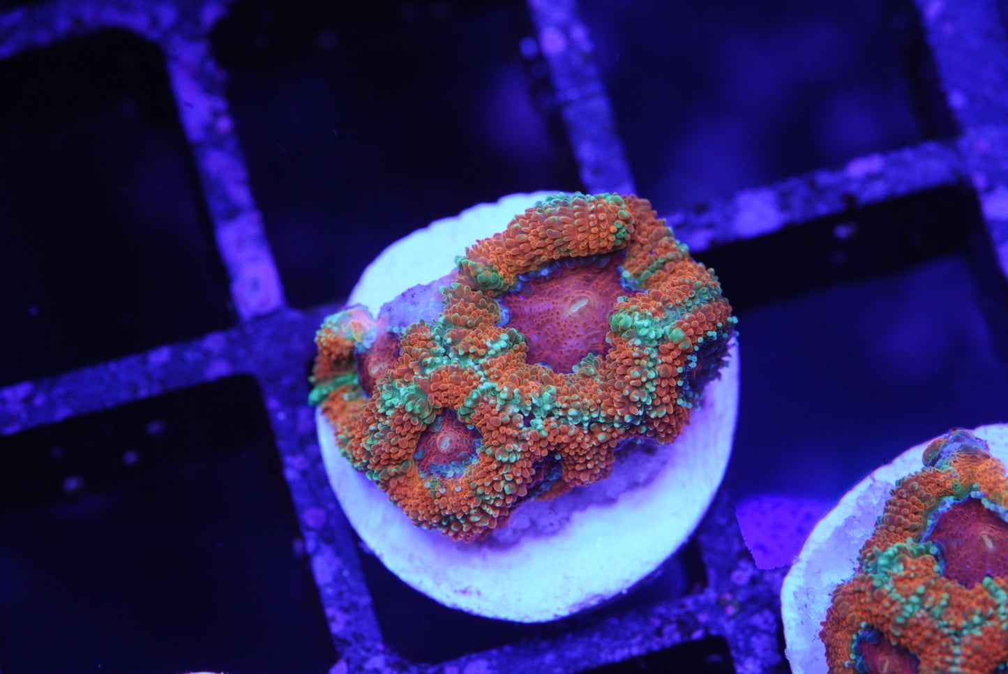 Rainbow Acan