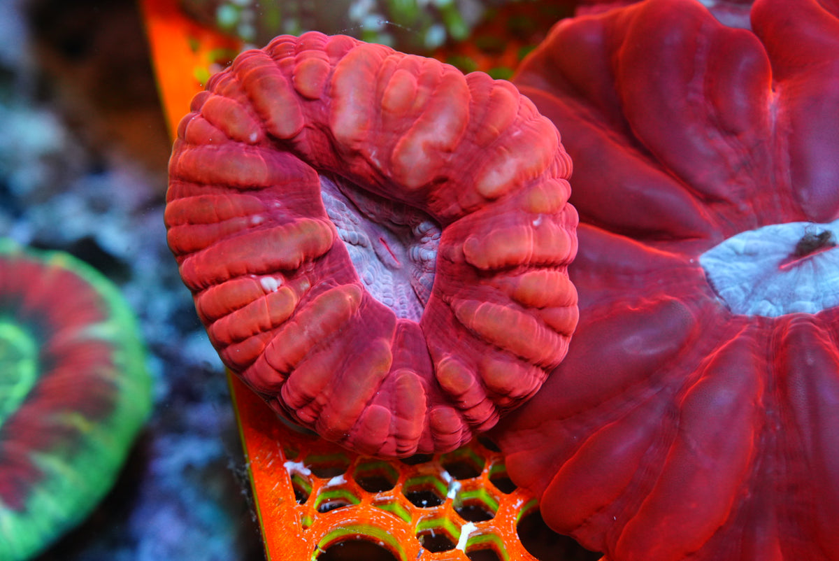 Red cynarina