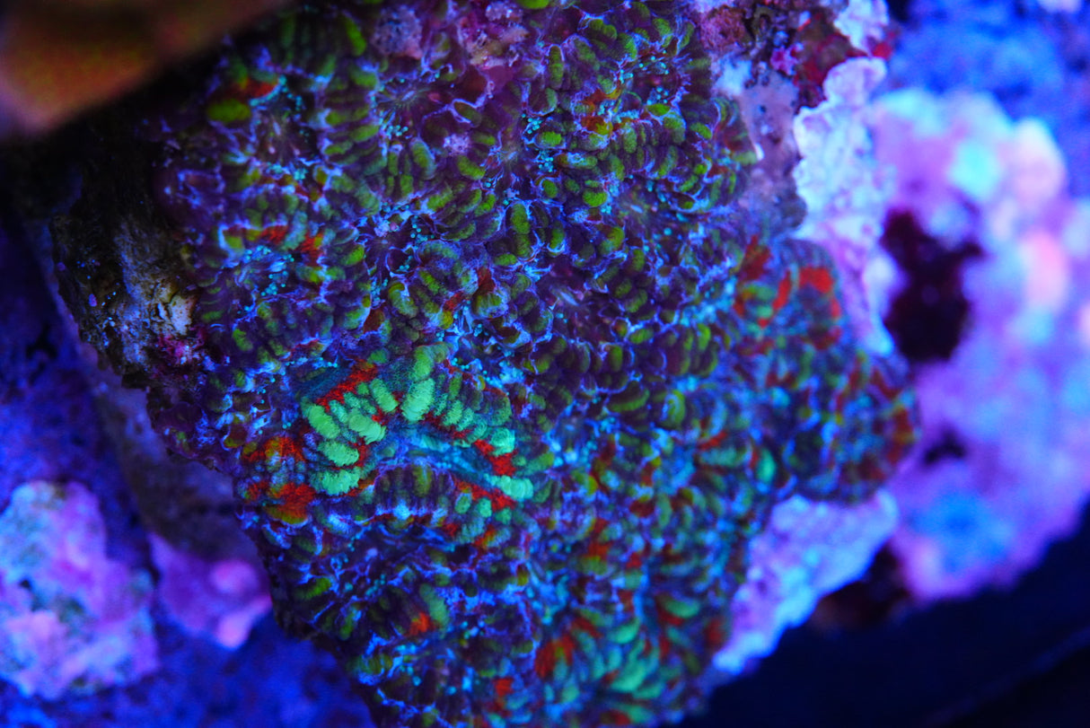 Large acan colony