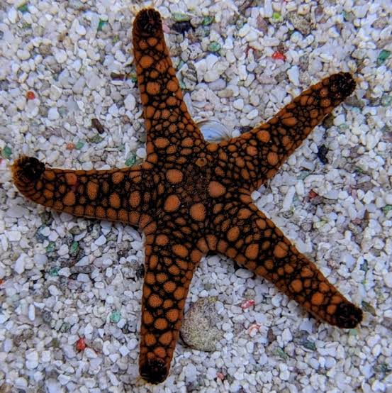Marble starfish
