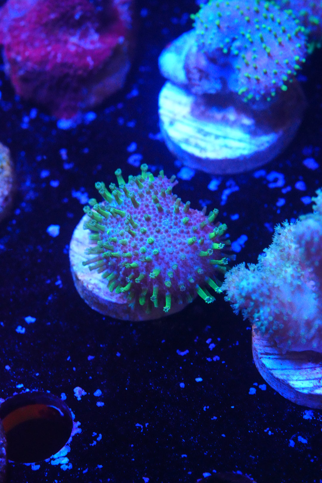 Green tip toadstool