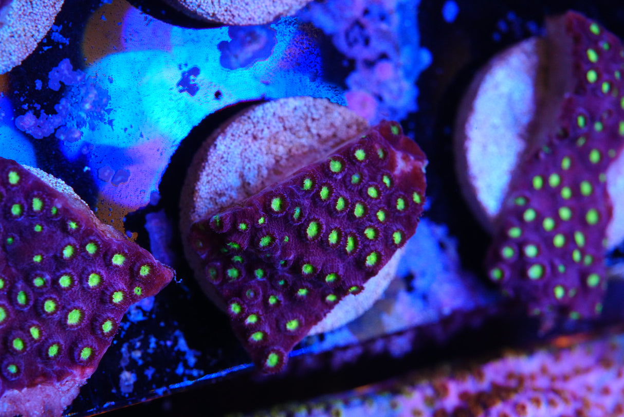 Bling bling Cyphastrea