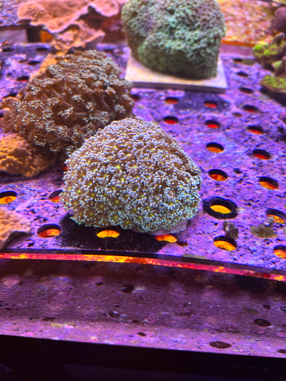 goniopora colony yellow center