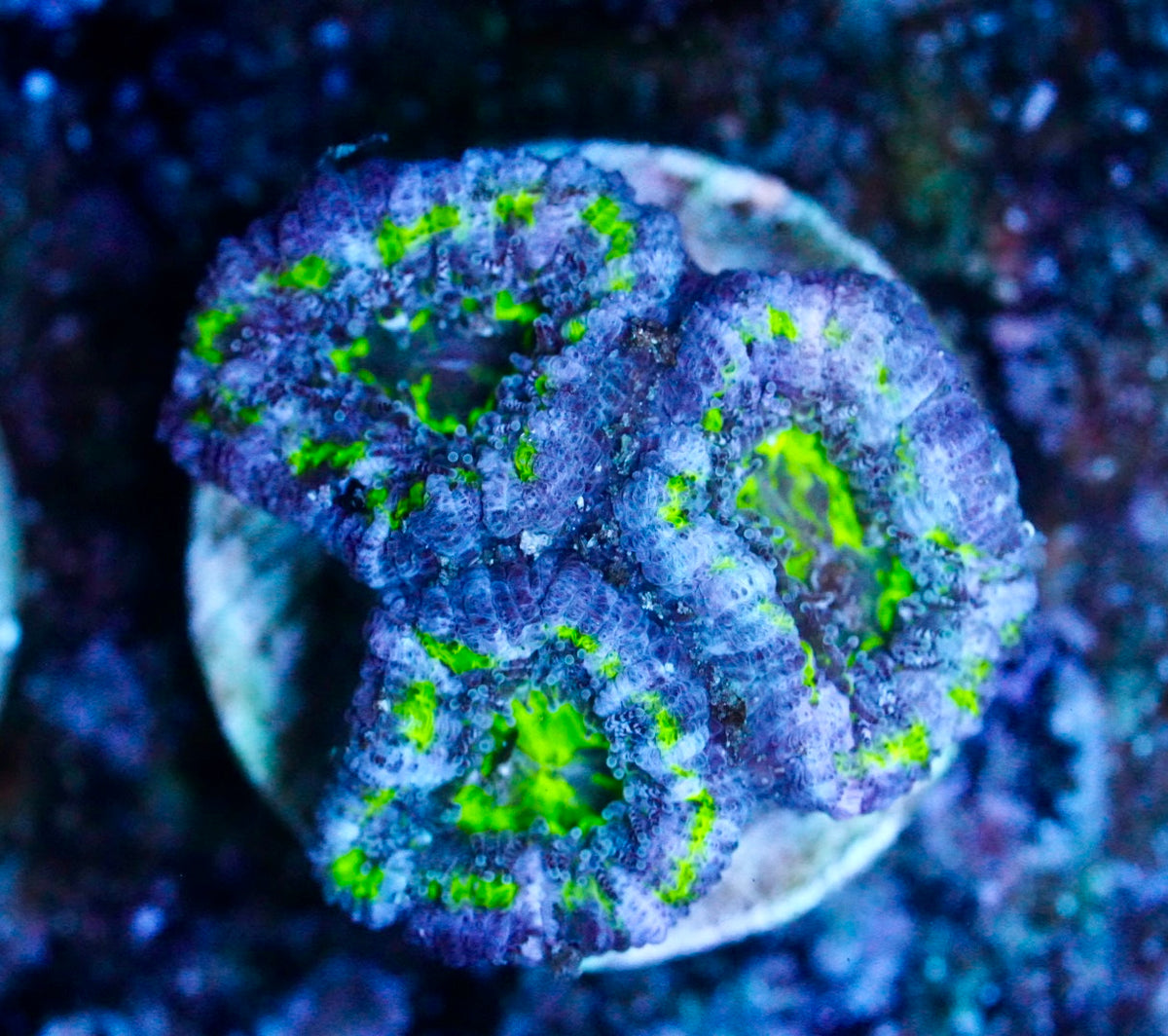 Cultured aussie acan