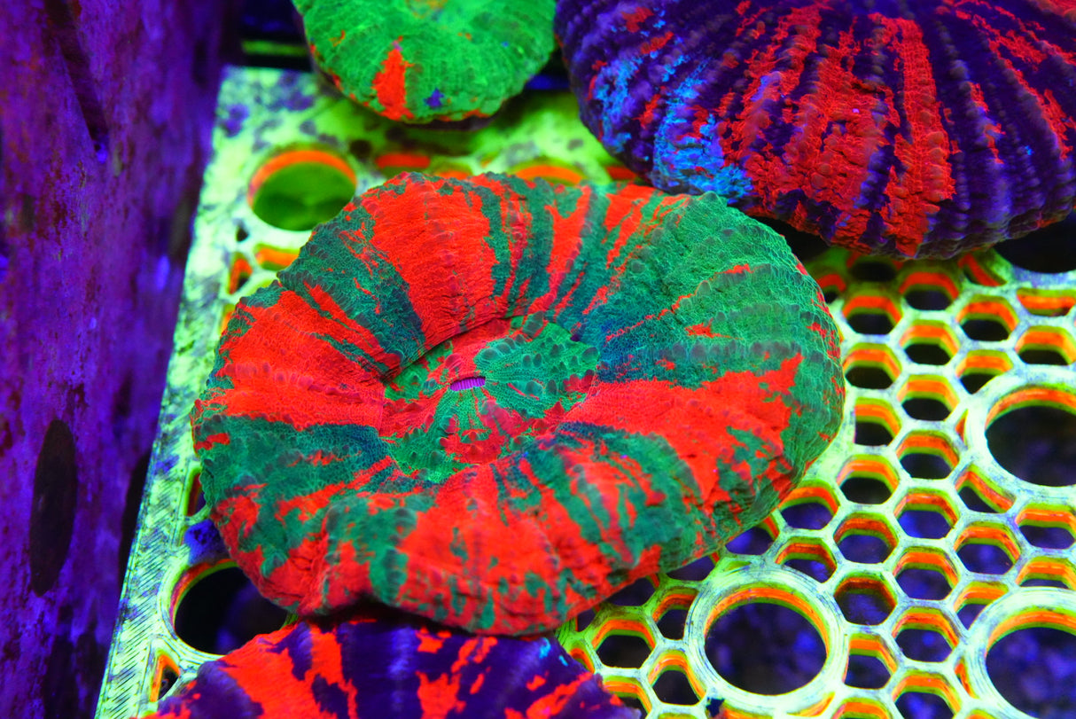 Bleeding Apple scolly