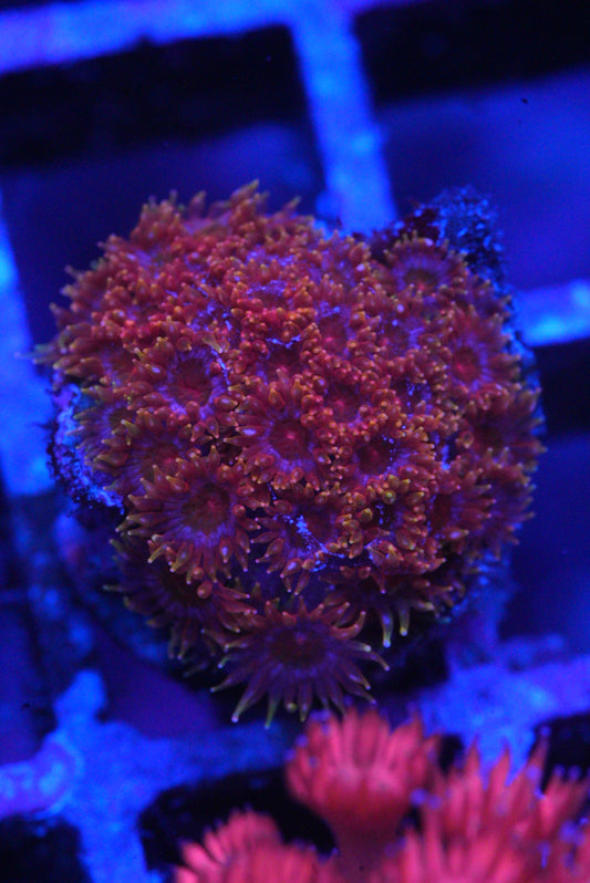 Goniopora