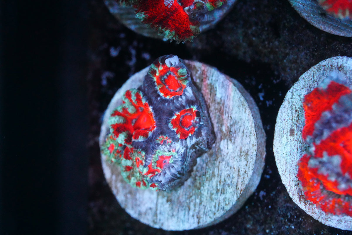 Cultured aussie acan