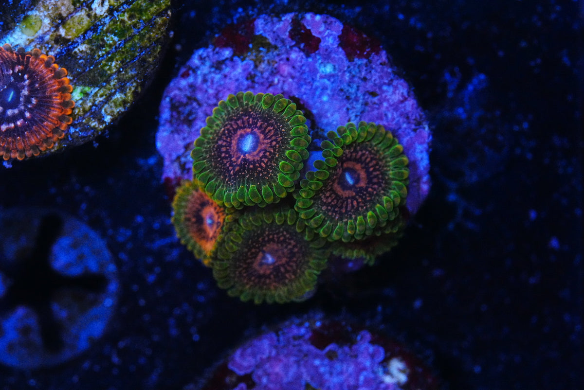 GMK zoa