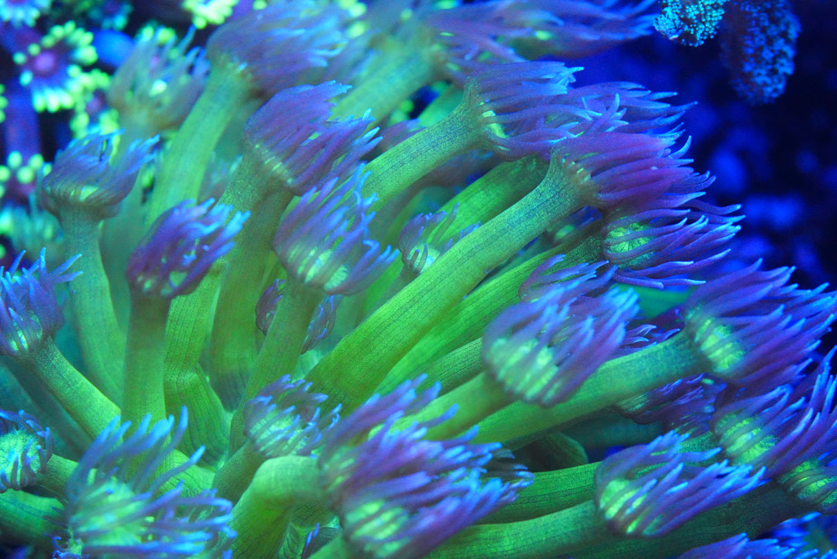 Glitter tip green goniopora colony