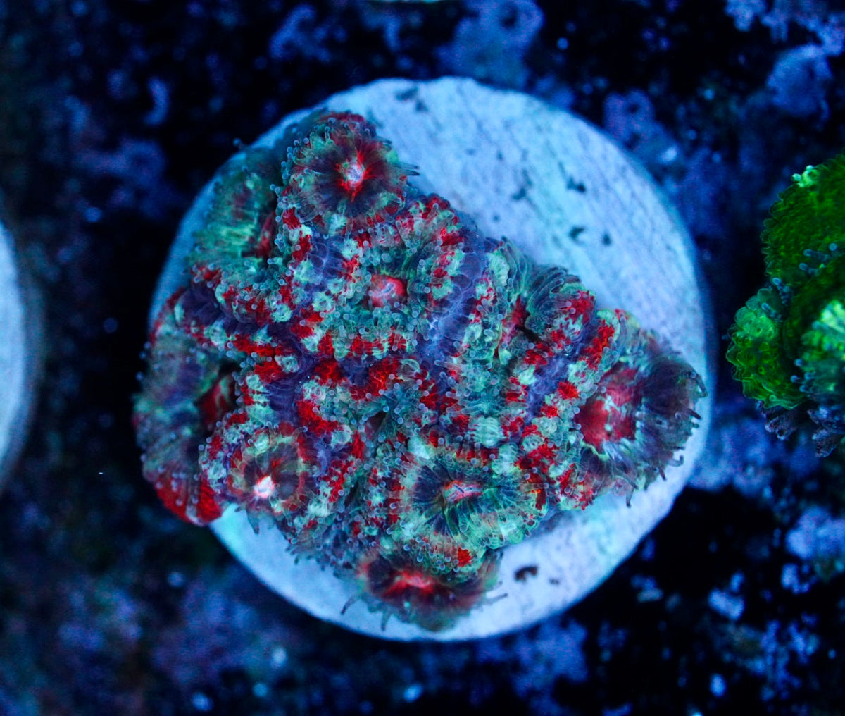 Cultured aussie acan