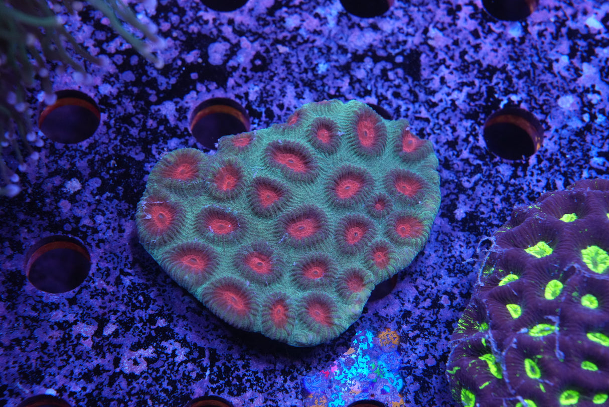 Christmas favia colony