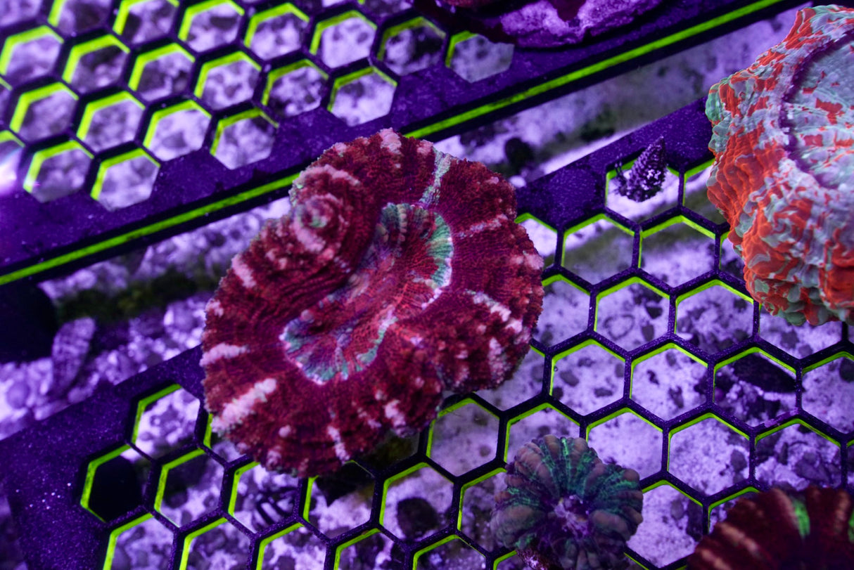Acan maxima
