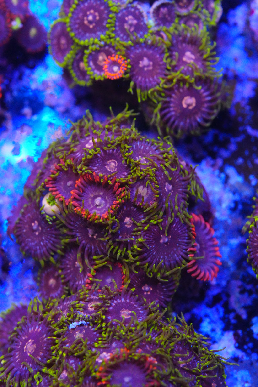 Zoa mix
