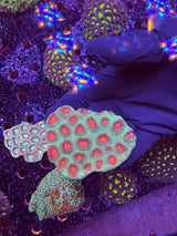 Christmas favia colony