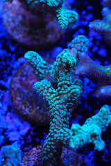Hystrix birds nest