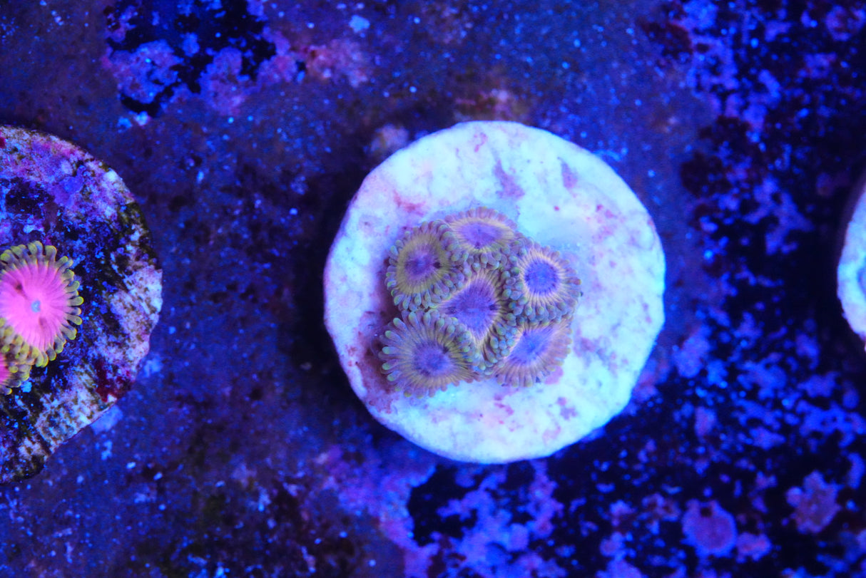 Lemonheads ZOA