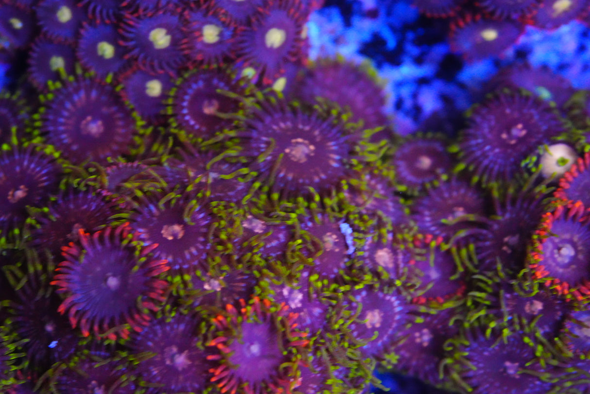 Zoa mix
