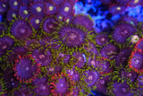 Zoa mix