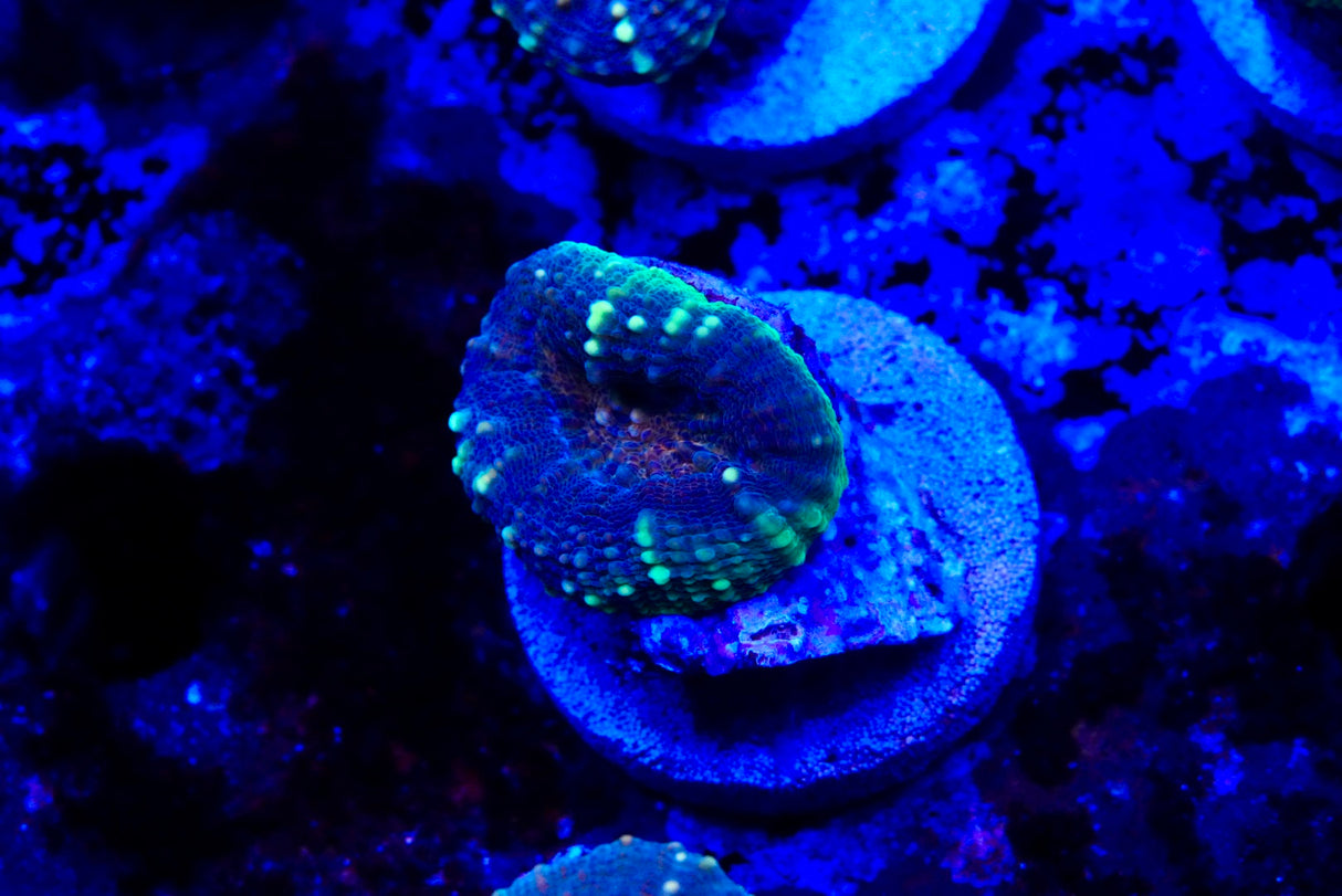 lobophyllia frags