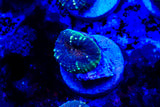 lobophyllia frags