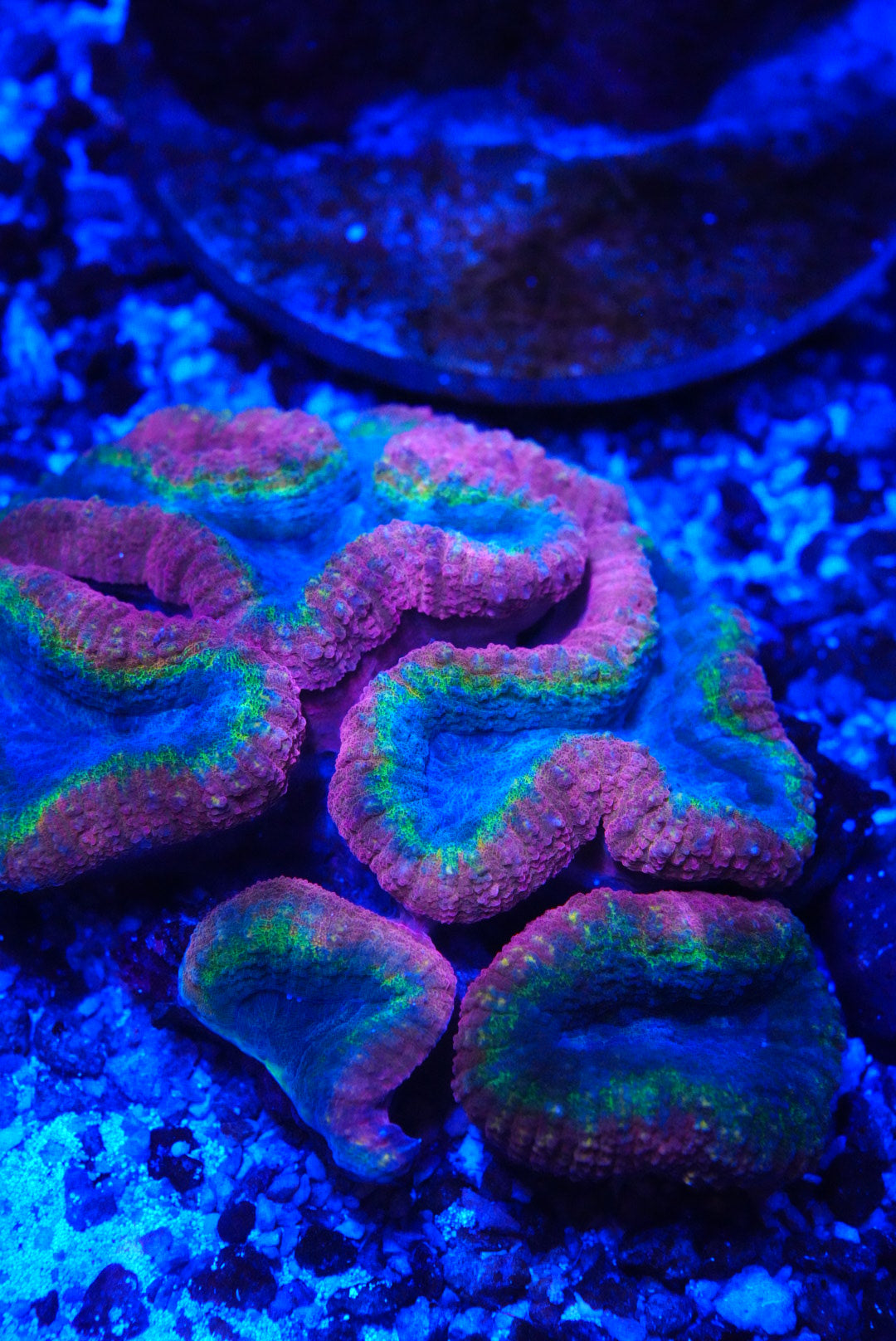 lobophyllia
