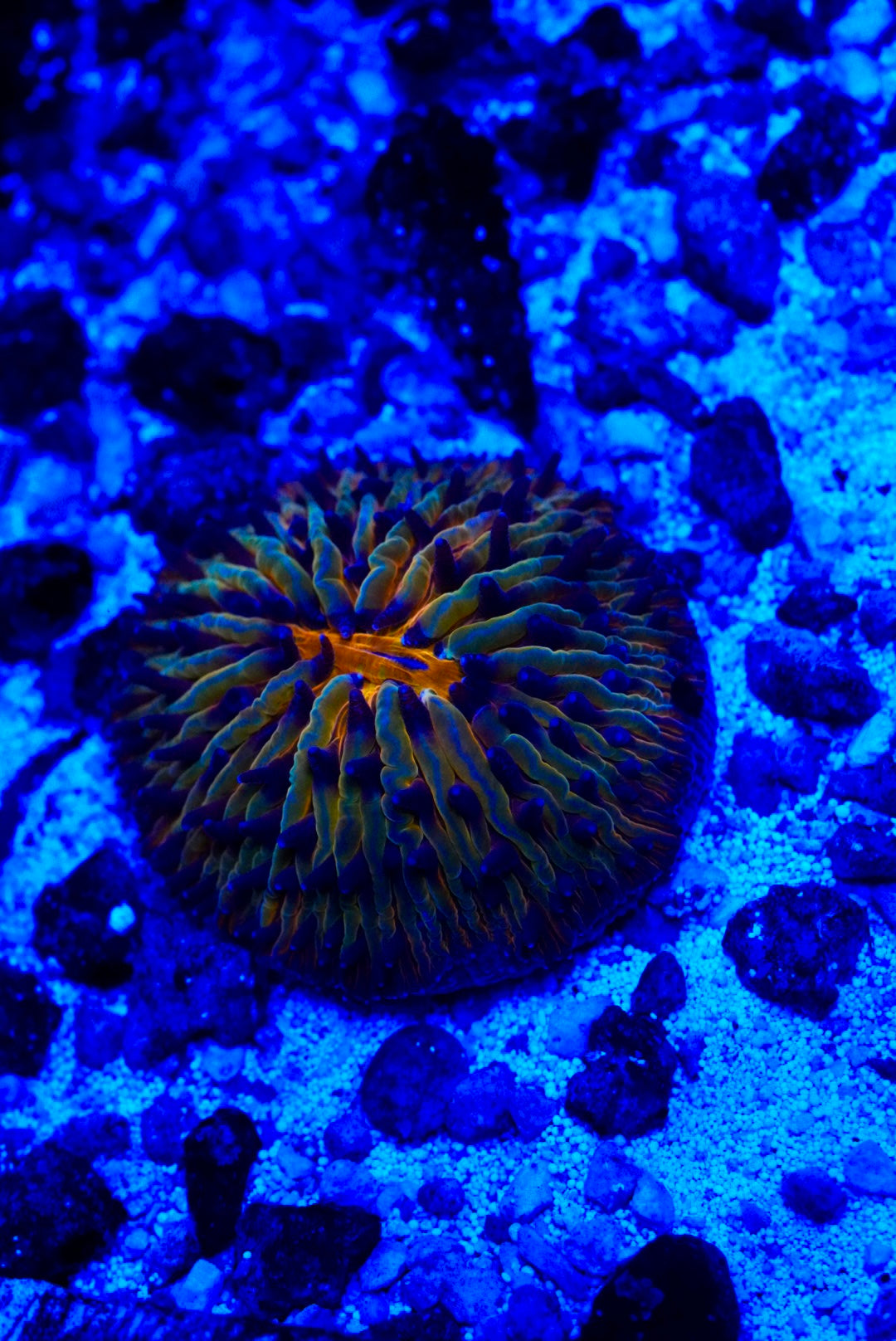 Fungia plate coral