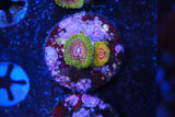 GMK zoa