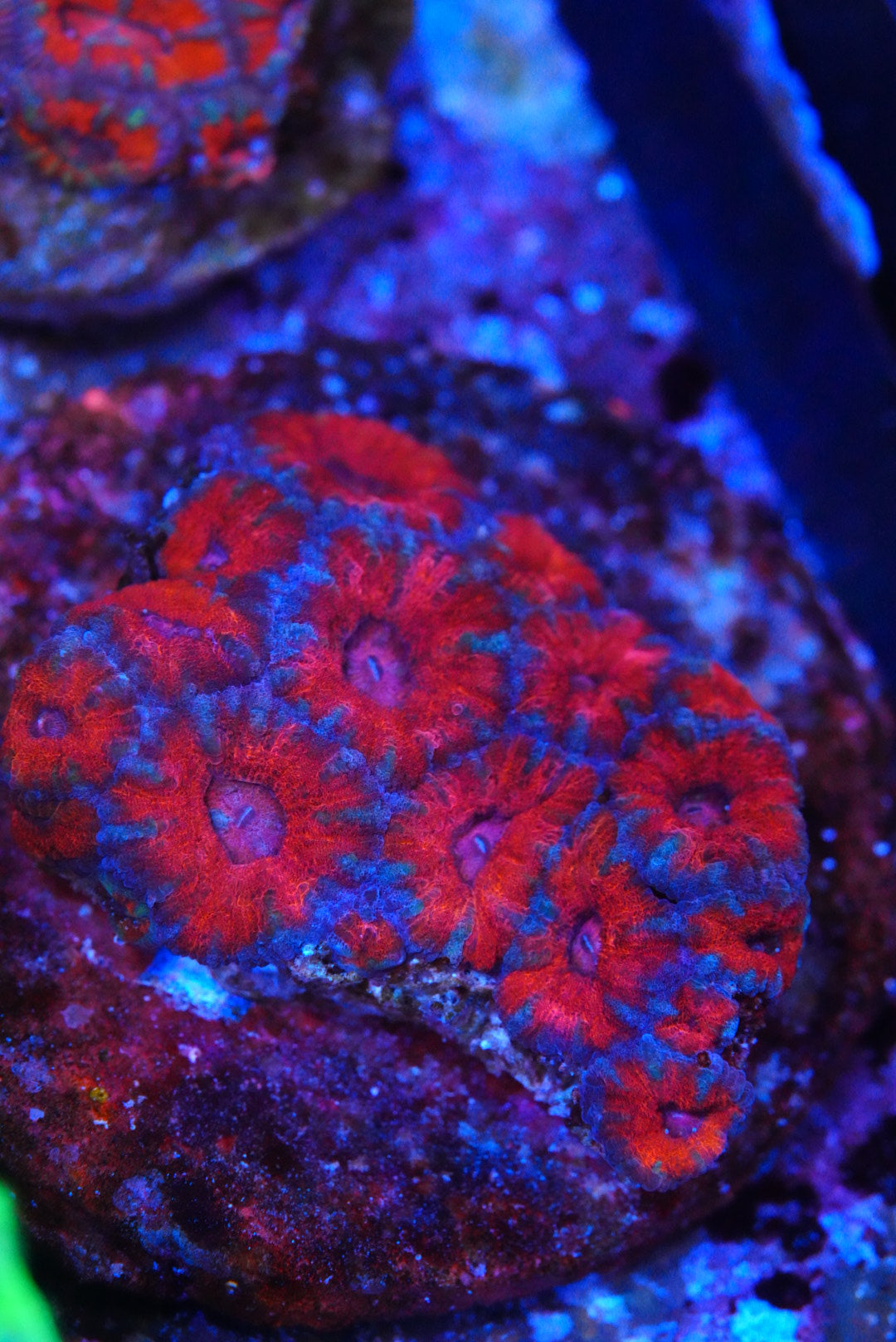 Medium acan colony