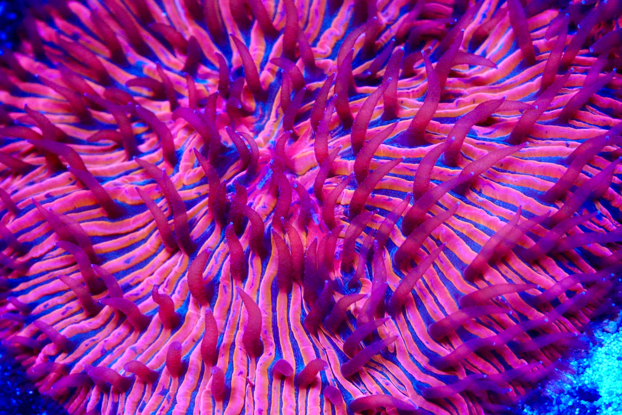 Ultra Fungia plate coral