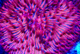 Ultra Fungia plate coral