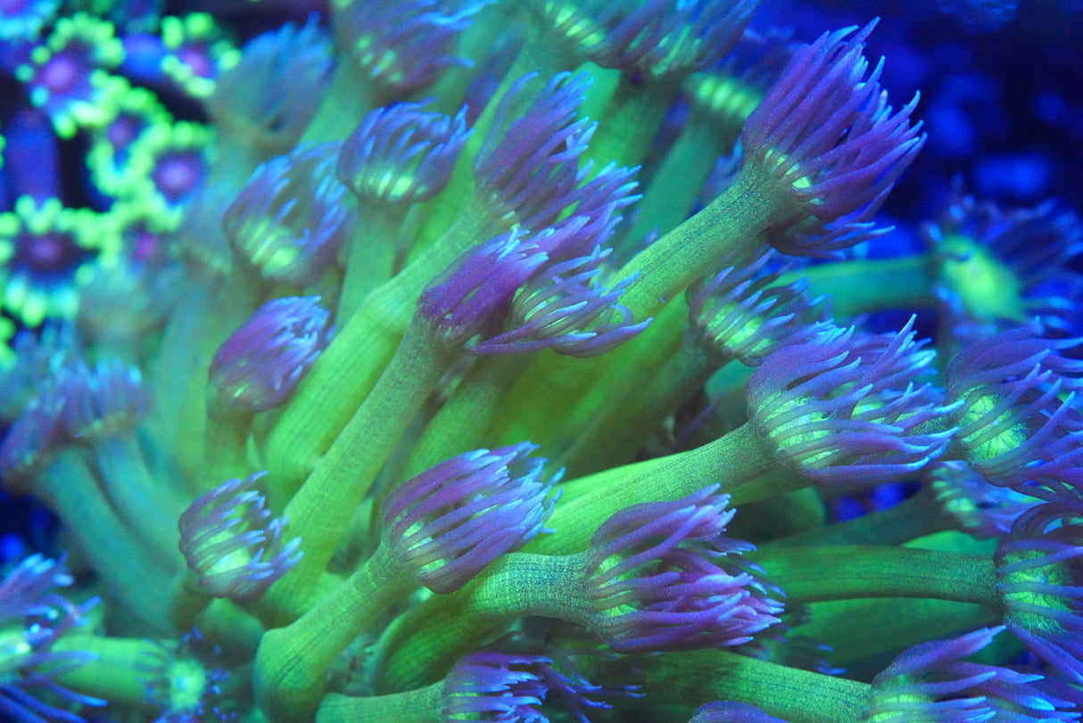 Glitter tip green goniopora colony