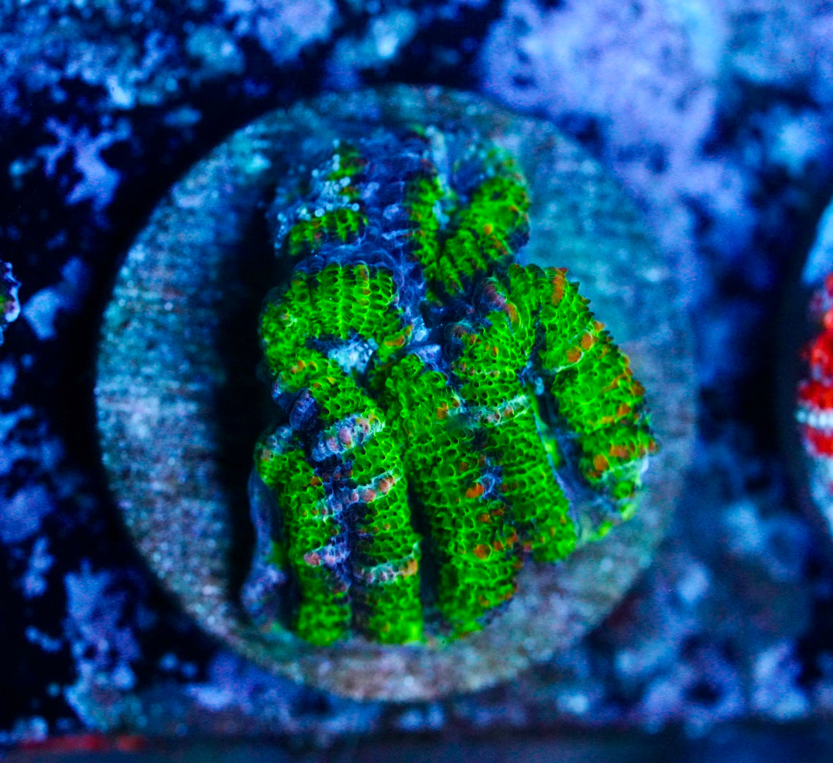 Cultured aussie acan (Copy)